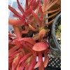 Jade RARE 2 STUNNING Crassula Capitella 'Campfire' with roots- Jade