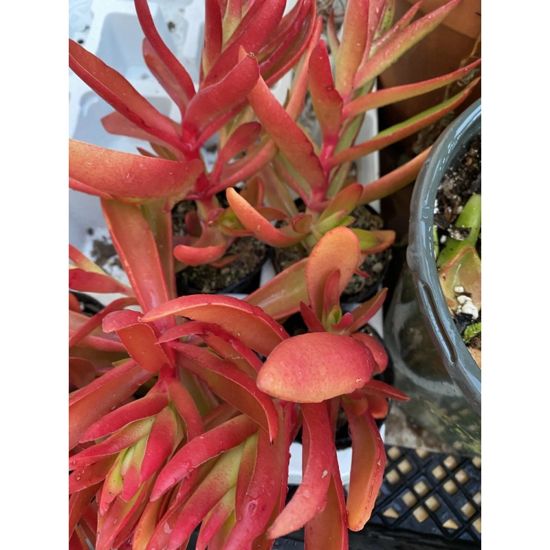 Jade RARE 2 STUNNING Crassula Capitella 'Campfire' with roots- Jade