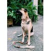 Dakini Correa Artesanal para Perro con Acabados de Lujo. Extra