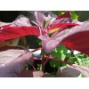 Hundredfold 1000 Red Calaloo Callaloo Vegetable Seeds, Chinese Spinach Red