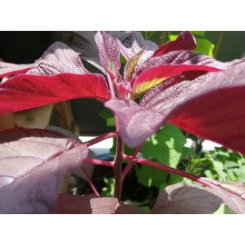 Hundredfold 1000 Red Calaloo Callaloo Vegetable Seeds, Chinese Spinach Red Garnet Amaranth