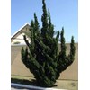 Hollywood Juniper | Juniperus Chinensis Torulosa | 2 Live Gallon