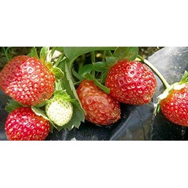 9GreenBox Seascape Everbearing Strawberry 10 Bare Root Plants - Best Flavor