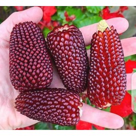 Seeds4planting - Seeds Strawberry Corn Heirloom Vegetable Non GMO for Planting