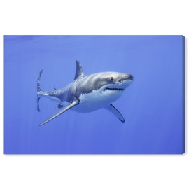Wynwood Studio Animals Contemporary Wrapped Canvas Art - David Fleetham - Great White Shark, Wall Art for Living Room, Bedroom, and Bathroom, 36" x 24", Blue and Gray Home Decor