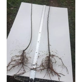 Tree Hybrid Poplar Tree - 24-36" Tall Live Plant - Ships Bareroot - Populus deltoid