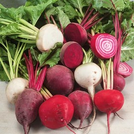 Eden Brothers Beet Seeds - Rainbow Mix Non-GMO Seeds for Planting, 1/4 Pound | Low-Maintenance Vegetable Seeds, Plant During Warm Season, Zones 2, 3, 4, 5, 6, 7, 8, 9, 10