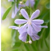Melia Azedarach (China Berry, Bead Tree) Tree Seeds, Attractive Foliage,