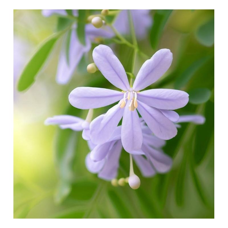 Melia Azedarach (China Berry, Bead Tree) Tree Seeds, Attractive Foliage,