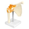 QWORK® Shoulder Joint Anatomical Model, Skeleton Model with Flexible Bands,