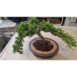 Eve's Garden Japanese Juniper Bonsai Tree, 12 Years Old Japanese Juniper, Planted in 12 Inch Ceramic Container, Outdoor Bonsai ! ! ! Cannot Ship to CA California ! ! !