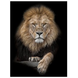 Jaccaws 3D Lion Wall Art, African Lion Wall Tapestry, 59''x79'' for Bedroom & Living Room Decor