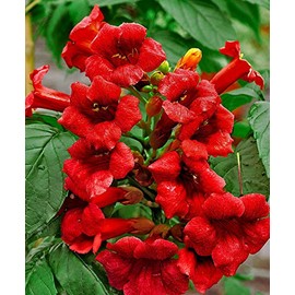 Dark Red Hummingbird Trumpet Vine Seeds Hardy Hummingbirds Love It jocad (20 Seeds)