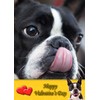 Boston Terrier Dog Valentines Day Card