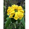 Buy Rare Seeds Phlomis fruticosa | Shrubby Jerusalem Sage |