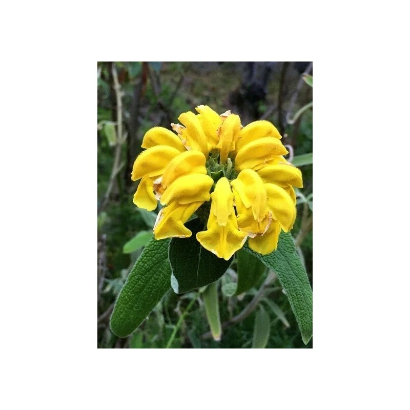Buy Rare Seeds Phlomis fruticosa | Shrubby Jerusalem Sage |