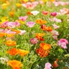 4100+ Mixed California Poppy Seeds for Planting, Non-GMO Native Heirloom,