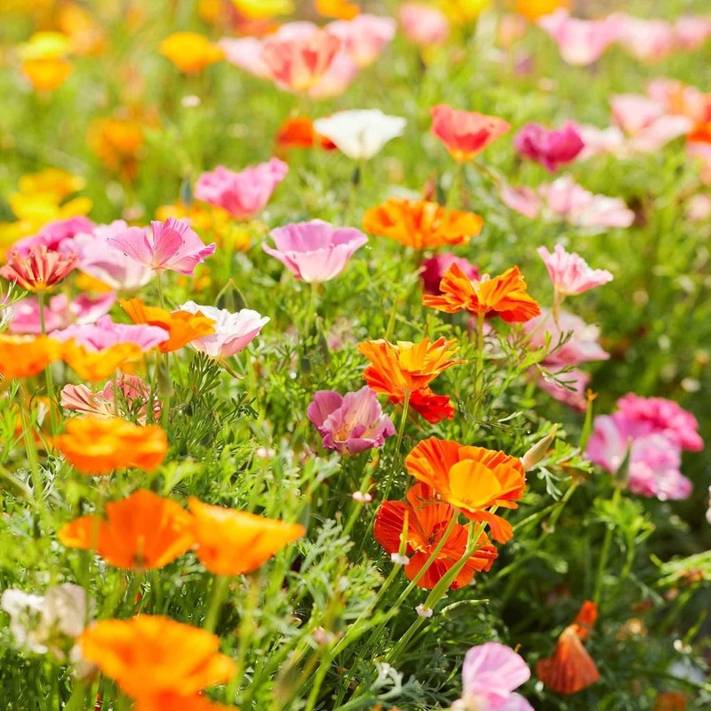4100+ Mixed California Poppy Seeds for Planting, Non-GMO Native Heirloom,
