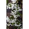 Pixies Gardens Spirea Prunifolia (Liner Early Spring Bloomer Lots of