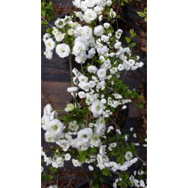 Pixies Gardens Spirea Prunifolia (Liner Early Spring Bloomer Lots of Small Double Blooms