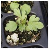 Everwilde Farms - 50 Scarlet Globe Mallow Native Wildflower Seeds