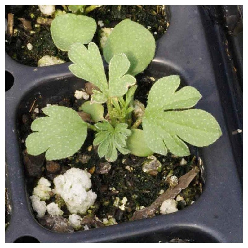 Everwilde Farms - 50 Scarlet Globe Mallow Native Wildflower Seeds