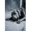 Tokyo&co. Pelotas para Perros| Extra Grande |Hule 100% Natural| Super