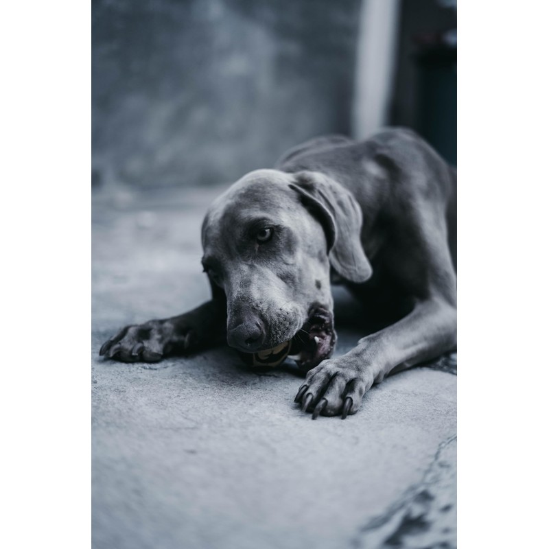 Tokyo&co. Pelotas para Perros| Extra Grande |Hule 100% Natural| Super