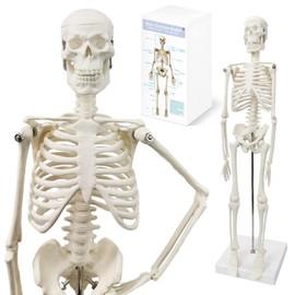 17.7“ High Full Body Human Body Skeleton Model for Anatomy,Human Skeleton Model, with Movable Arms and Legs Bones Structures,Whole Spine and Ribs of The Skeleton Model are Integrated