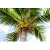 Organic Shredded Coconut, 12 Ounces – Non-GMO, Unsweetened Coconut Flakes,