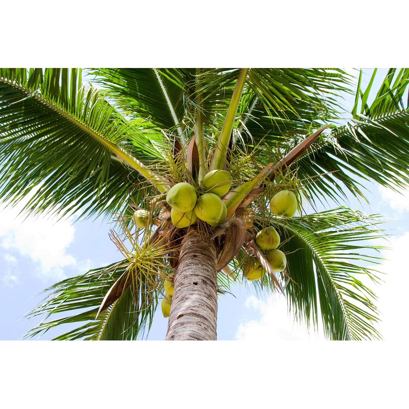 Organic Shredded Coconut, 12 Ounces – Non-GMO, Unsweetened Coconut Flakes,