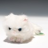 Bubble Locations Violinist (A) Crawling Persian Cat