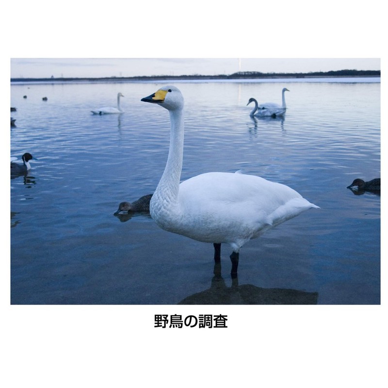 Shinwa Rules Tally Counter