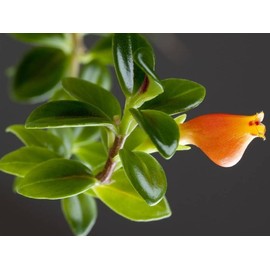 Live Goldfish Plant - Columnea Nematanthus Plant - 4 Inch Pot