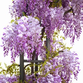 Wisteria Seeds Deciduous Perennial Vine Fragrant Climber Attracts Butterflies Deer Resistant Drought Tolerant Arbor Pergola Trellise Fence 5Pcs by YEGAOL Garden