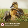 Purina Duck Feed for All Life-Stages, Nutritionally Complete (10 lbs)