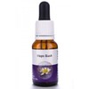 Living Essences Hops Bush 15ml