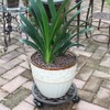 Sungmor Heavy Duty Cast Iron Plant Caddy,11" Round Potted Plant