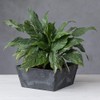 Novelty Ella Low Square Planter, 12-Inch, Black