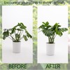 Yohsnor 5PCS Monstera Plant Stem Support - 11 * 9.4