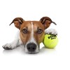 The Dog's Balls, Dog Tennis Balls, Quality Dog Toys, Premium