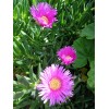 Happy Garden 20 Fresh Cuttings Ice Plant,Purple Pink Color, Ground