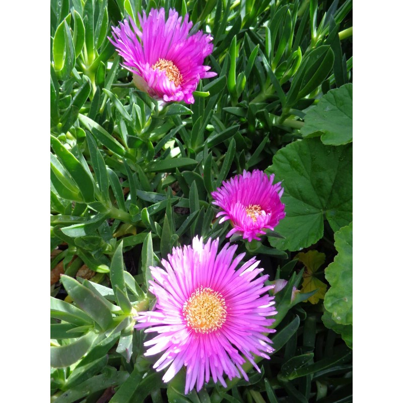 Happy Garden 20 Fresh Cuttings Ice Plant,Purple Pink Color, Ground