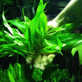 Mainam Hygrophila Salicifolia Bundle Freshwater Background Live Aquarium Plants Decoration