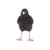 Pflanzen Kölle Iron Blackbird, Black, Approx. 17 x 6 x