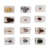 12 Pcs Real Bug Specimens Transparent Resin Science Education Classroom