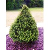 Shrub Holly, 7 Gal, Glossy Green Foliage