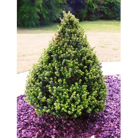 Shrub Holly, 7 Gal, Glossy Green Foliage