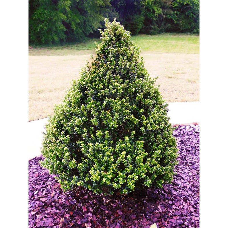 Shrub Holly, 7 Gal, Glossy Green Foliage