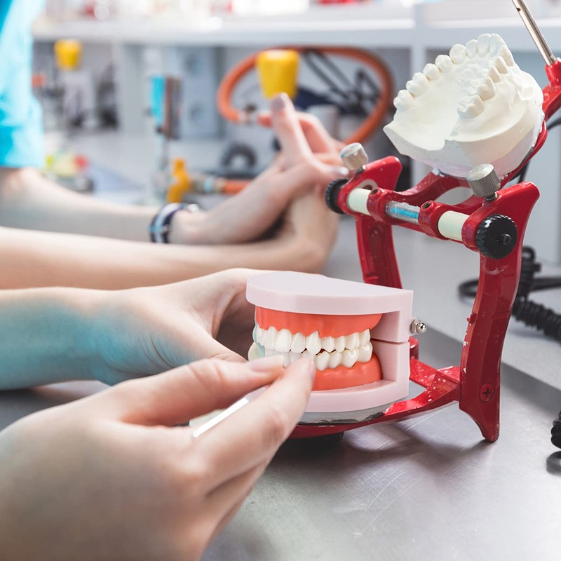 EXCEART Standard Teeth Model Dental Model Teeth Brushing Practice Typodonts